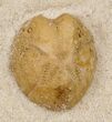 Two Lovenia Sea Urchin Fossil - Beaumaris, Australia #31073-2